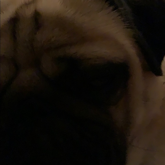 Meet your Posher, Chloe - Picture 1 of 1